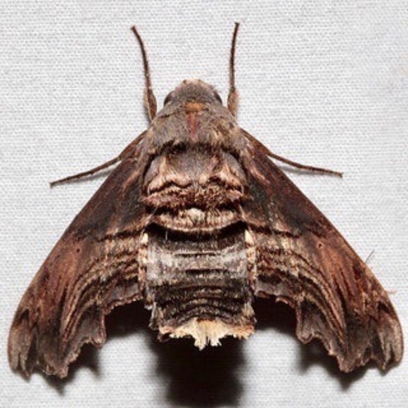 Meet your Posher, Posh - Picture 1 of 1